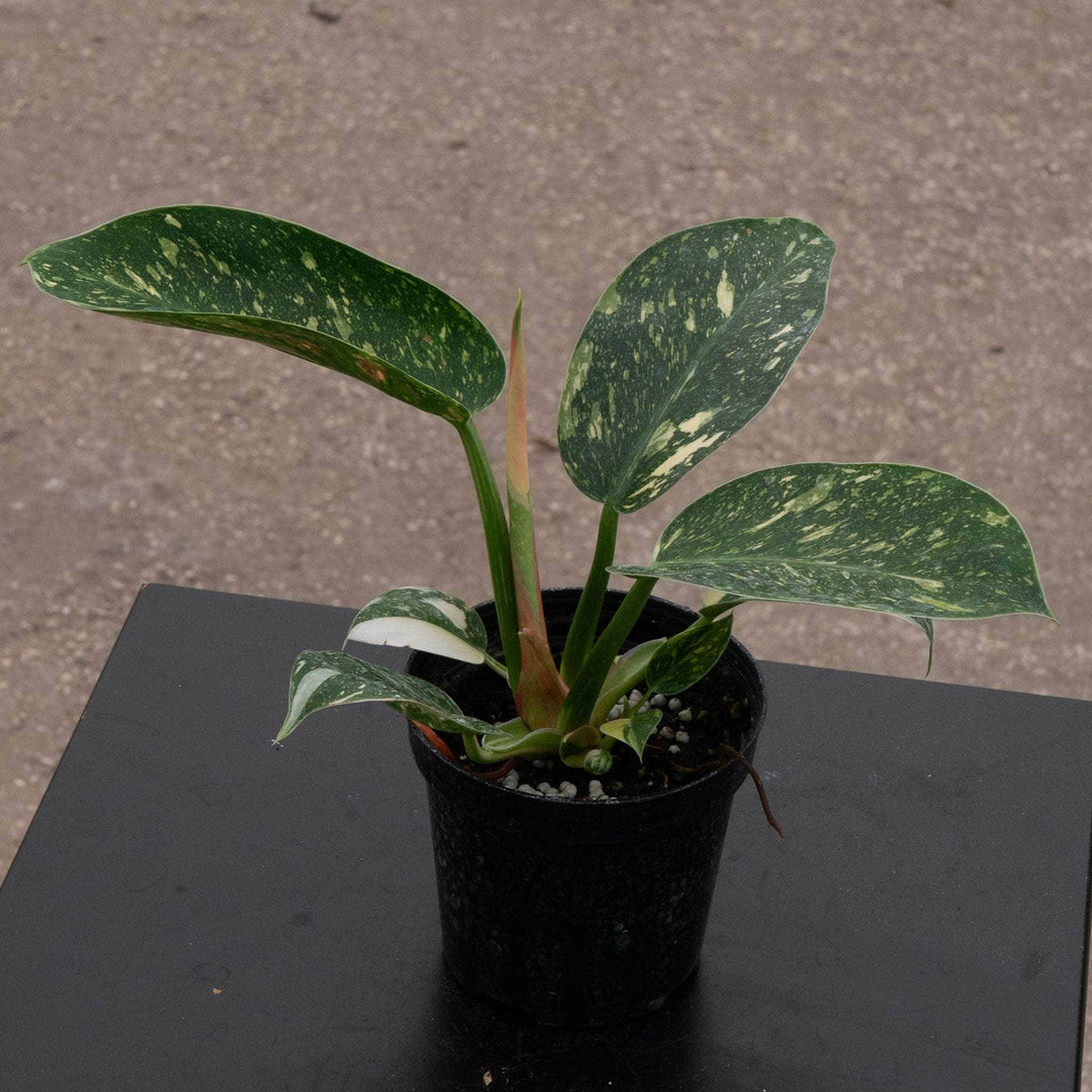Gabriella Plants Philodendron 4" Philodendron 'Congo Nuclear'