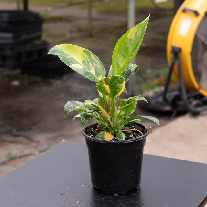 Gabriella Plants Philodendron 4" Philodendron 'Congo Nuclear'