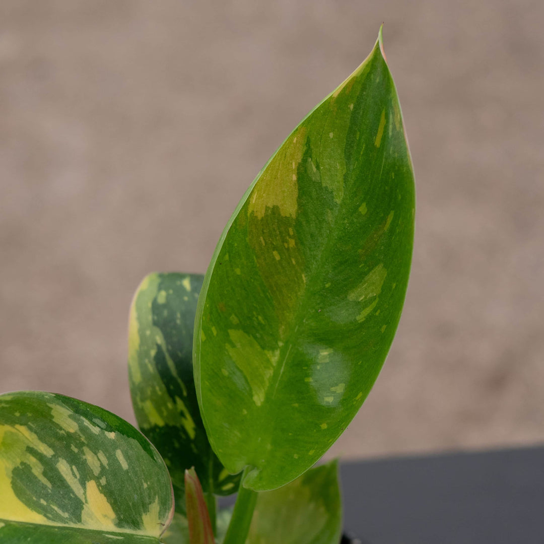 philodendron congo nuclear Philodendron 'Congo Nuclear'