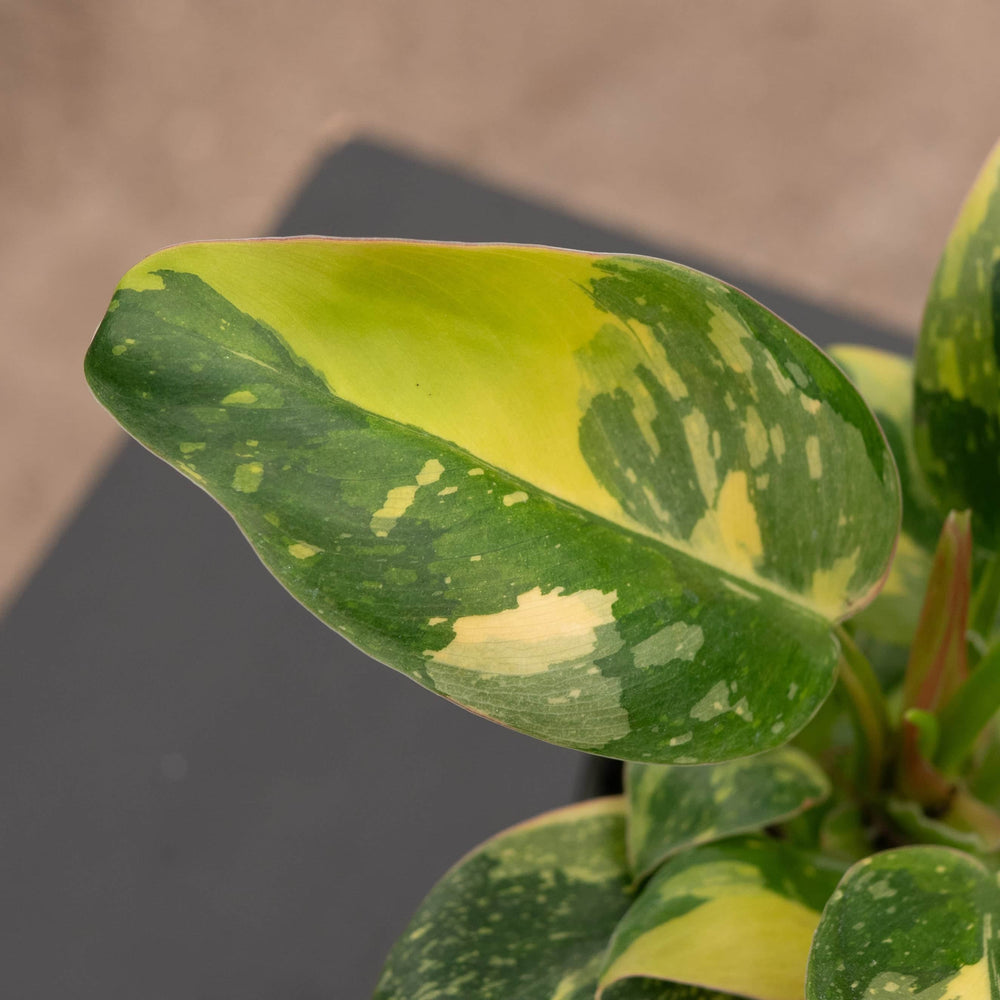 philodendron yellow congo Philodendron 'Congo Nuclear'