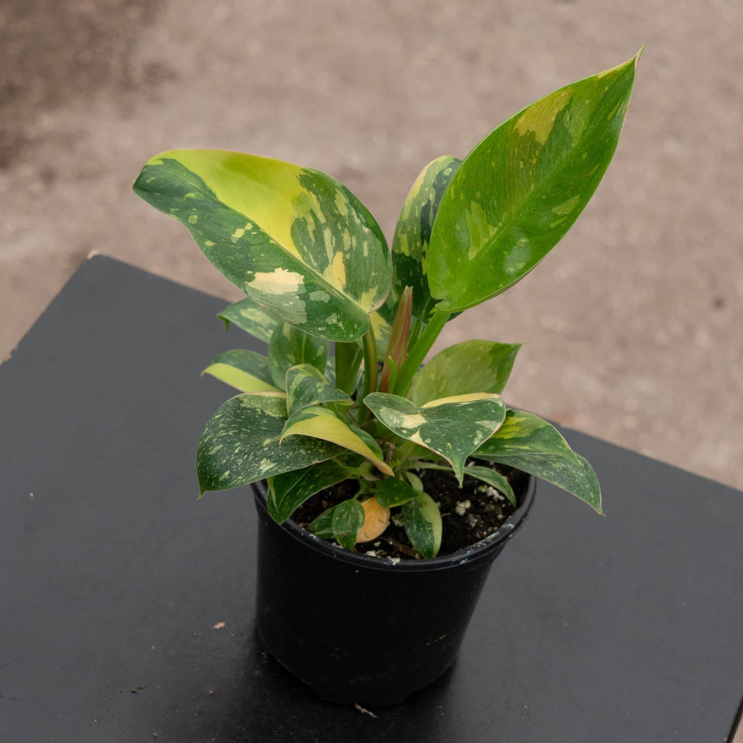 Gabriella Plants Philodendron 4" Philodendron 'Congo Nuclear'