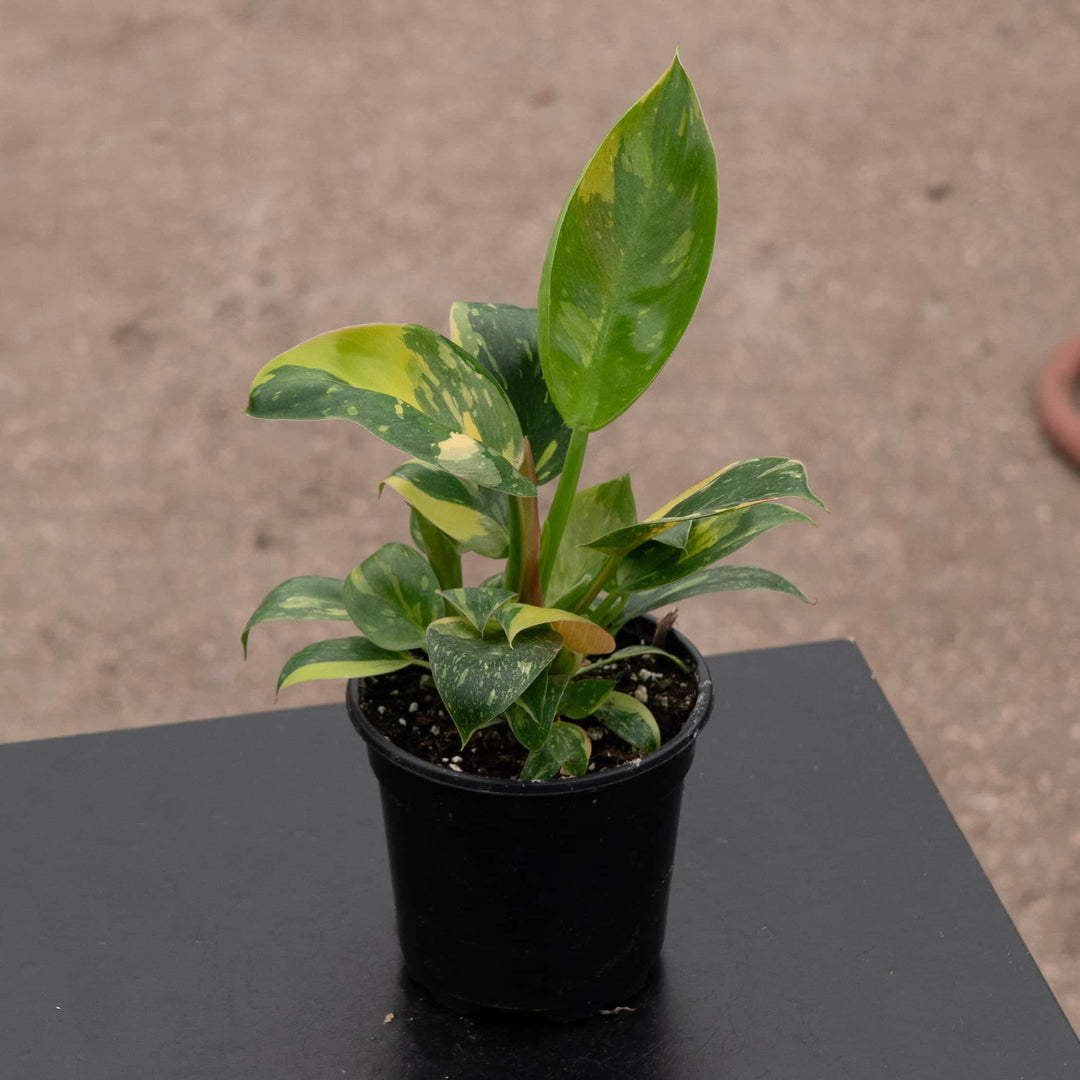 Gabriella Plants Philodendron 4" Philodendron 'Congo Nuclear'