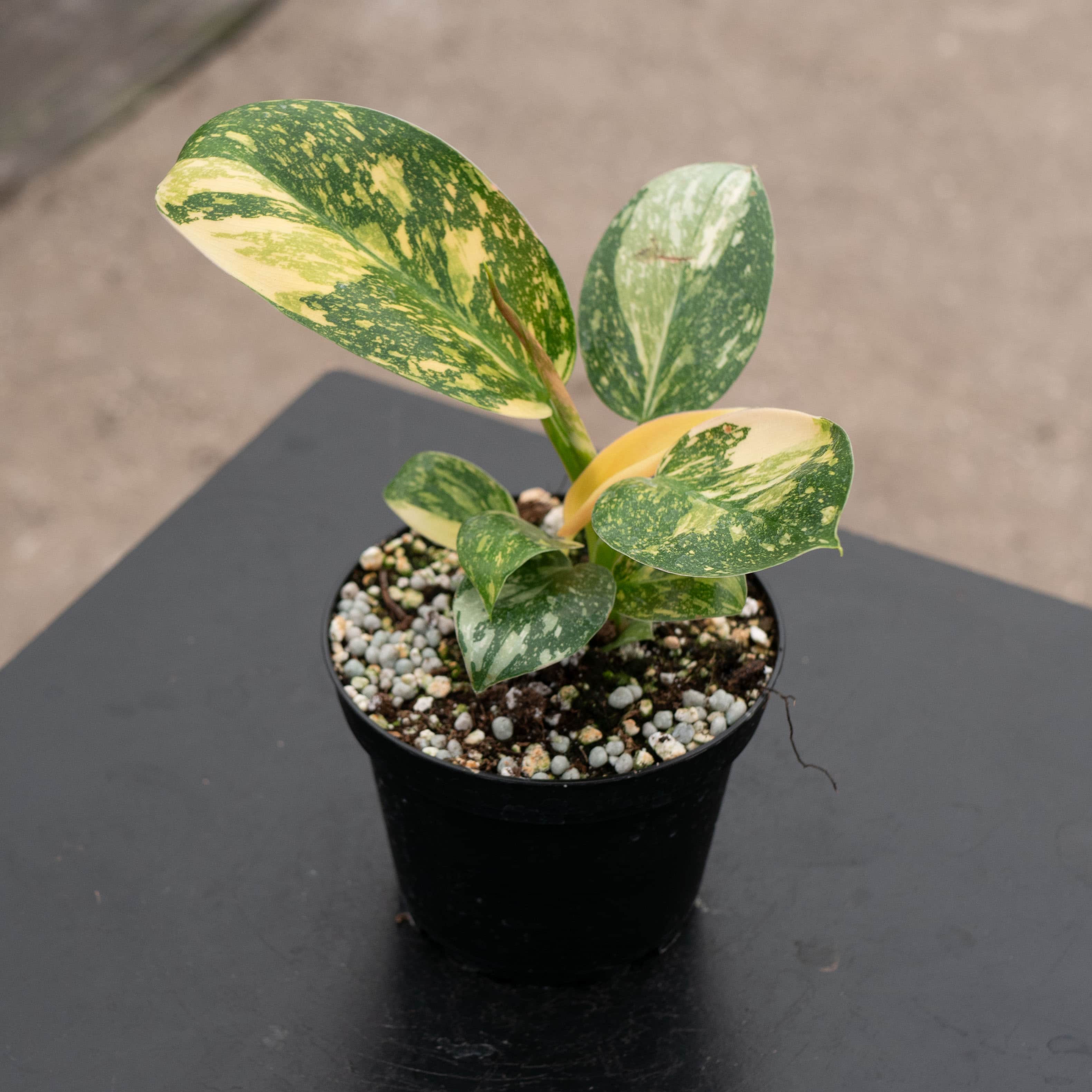 Philodendron 'Congo Nuclear'