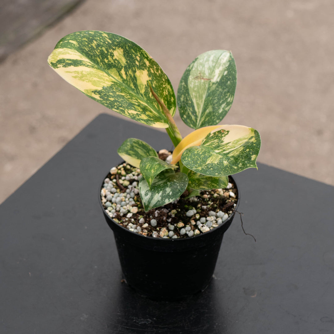 Gabriella Plants Philodendron 4" Philodendron 'Congo Nuclear'