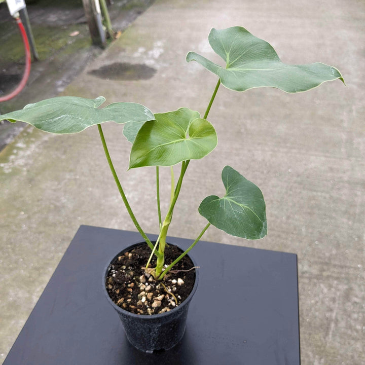 Gabriella Plants Philodendron 4" Philodendron corcovadense Seedling