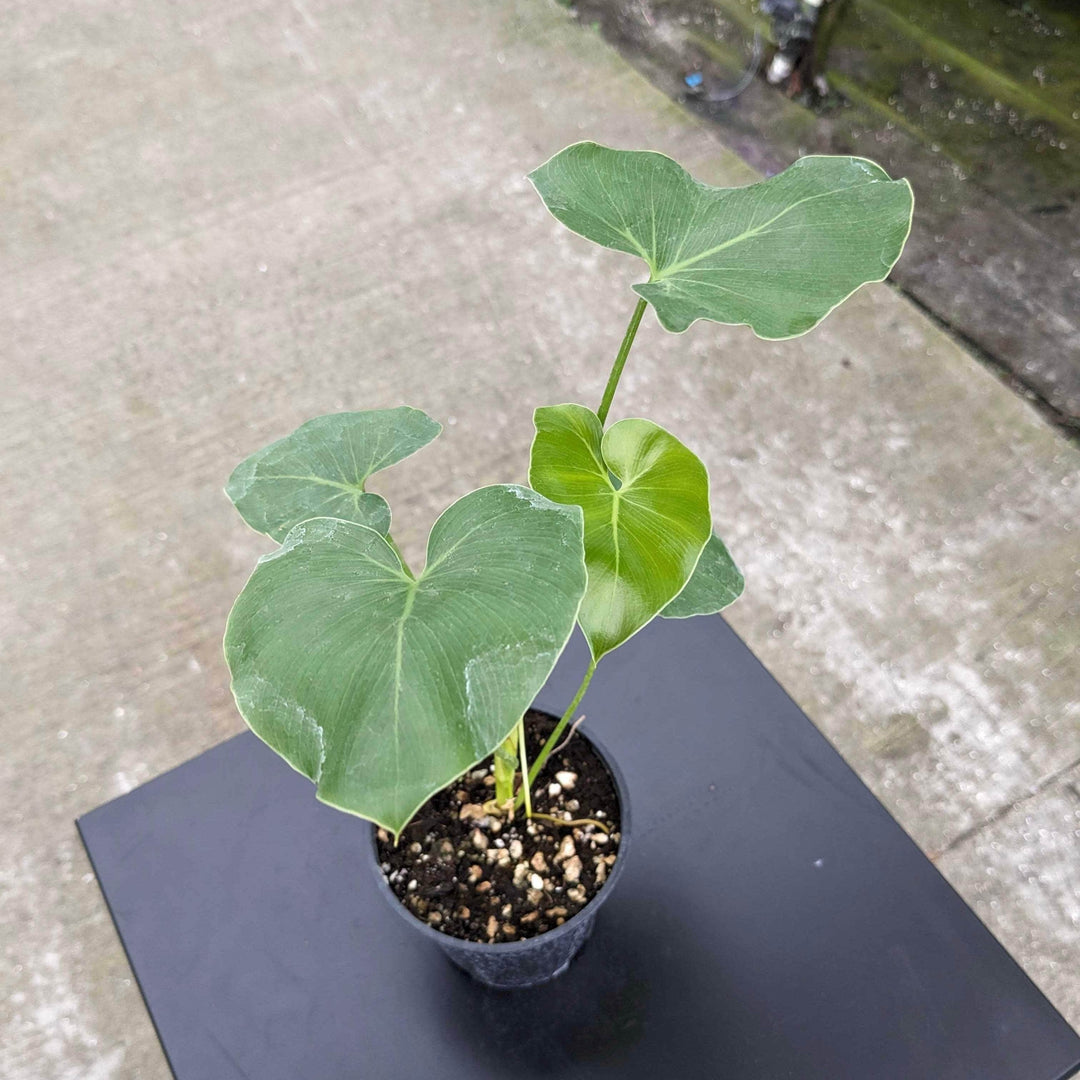 Gabriella Plants Philodendron 4" Philodendron corcovadense Seedling