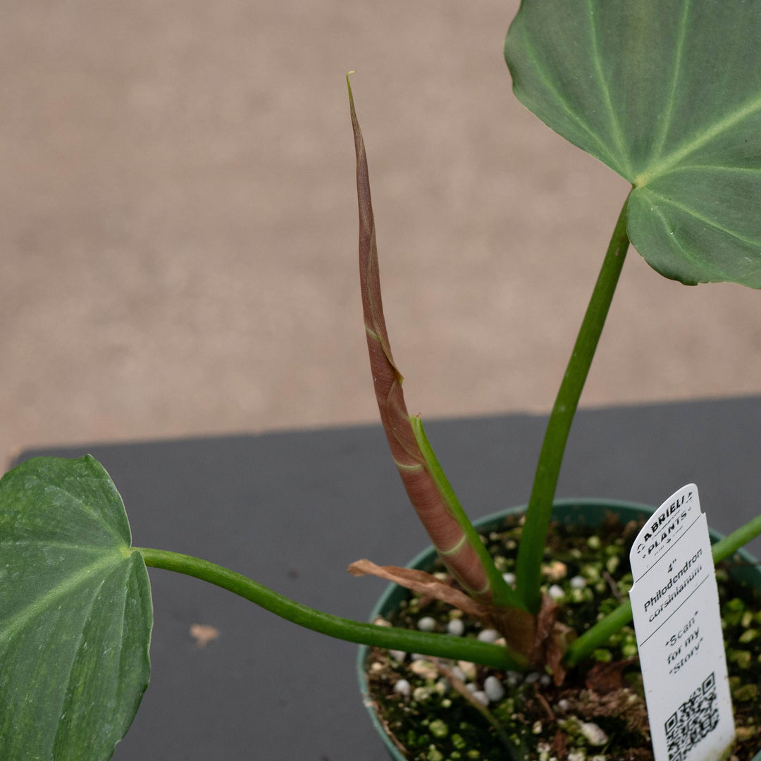 Gabriella Plants Philodendron 4" Philodendron corsinianum