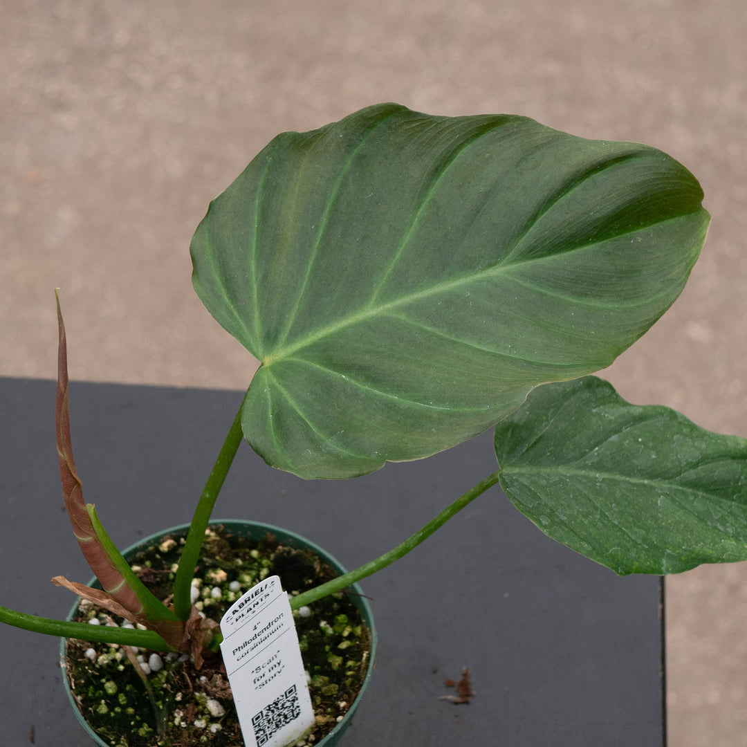 Gabriella Plants Philodendron 4" Philodendron corsinianum