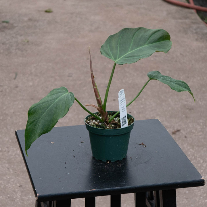 Gabriella Plants Philodendron 4" Philodendron corsinianum
