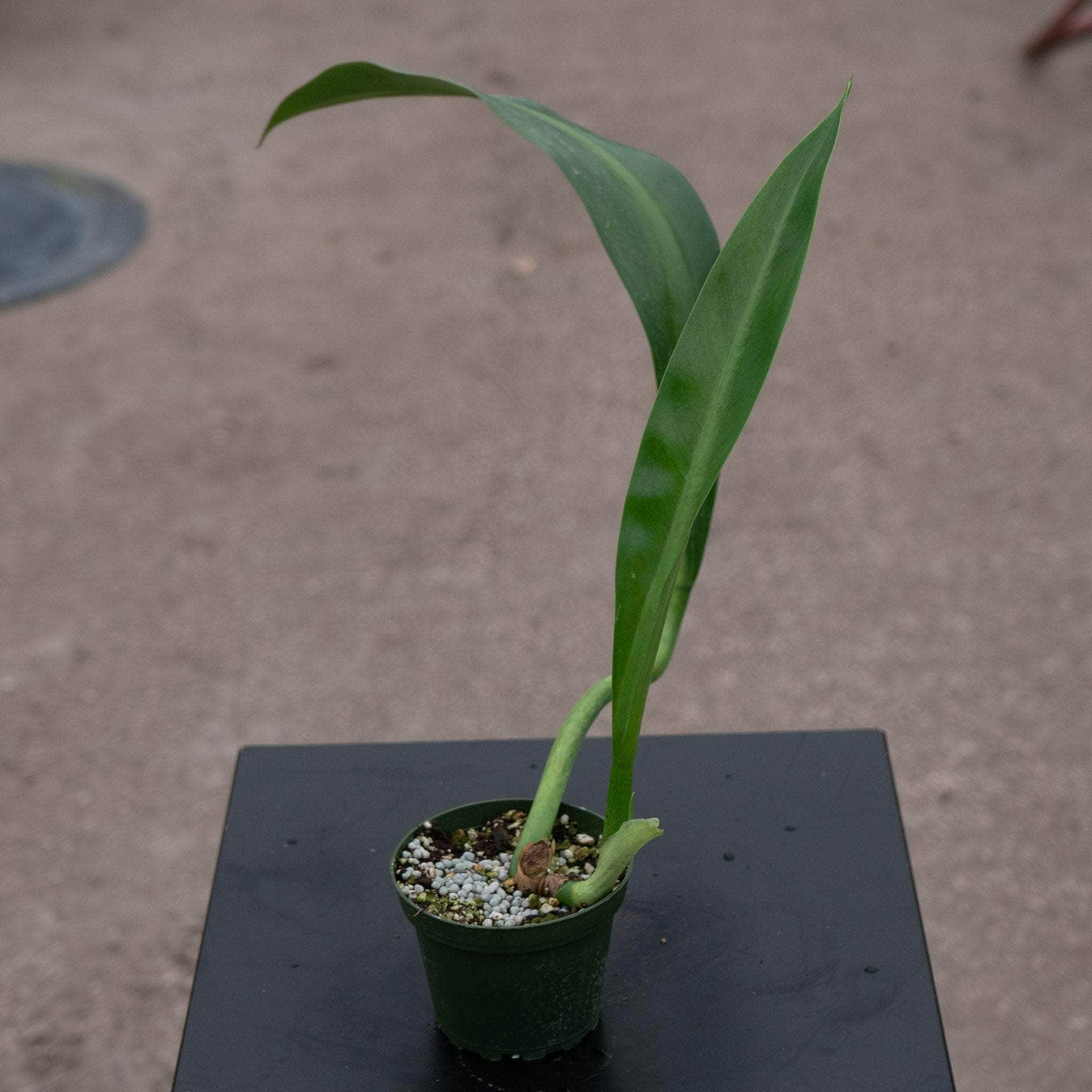 philodendron crassinervium care Philodendron crassinervium