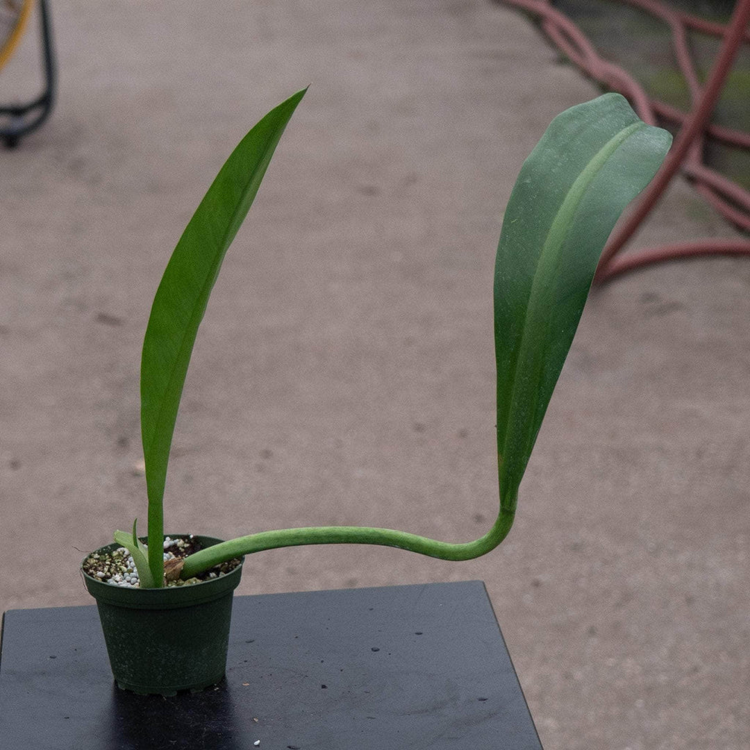 Gabriella Plants Philodendron 4" Philodendron crassinervium