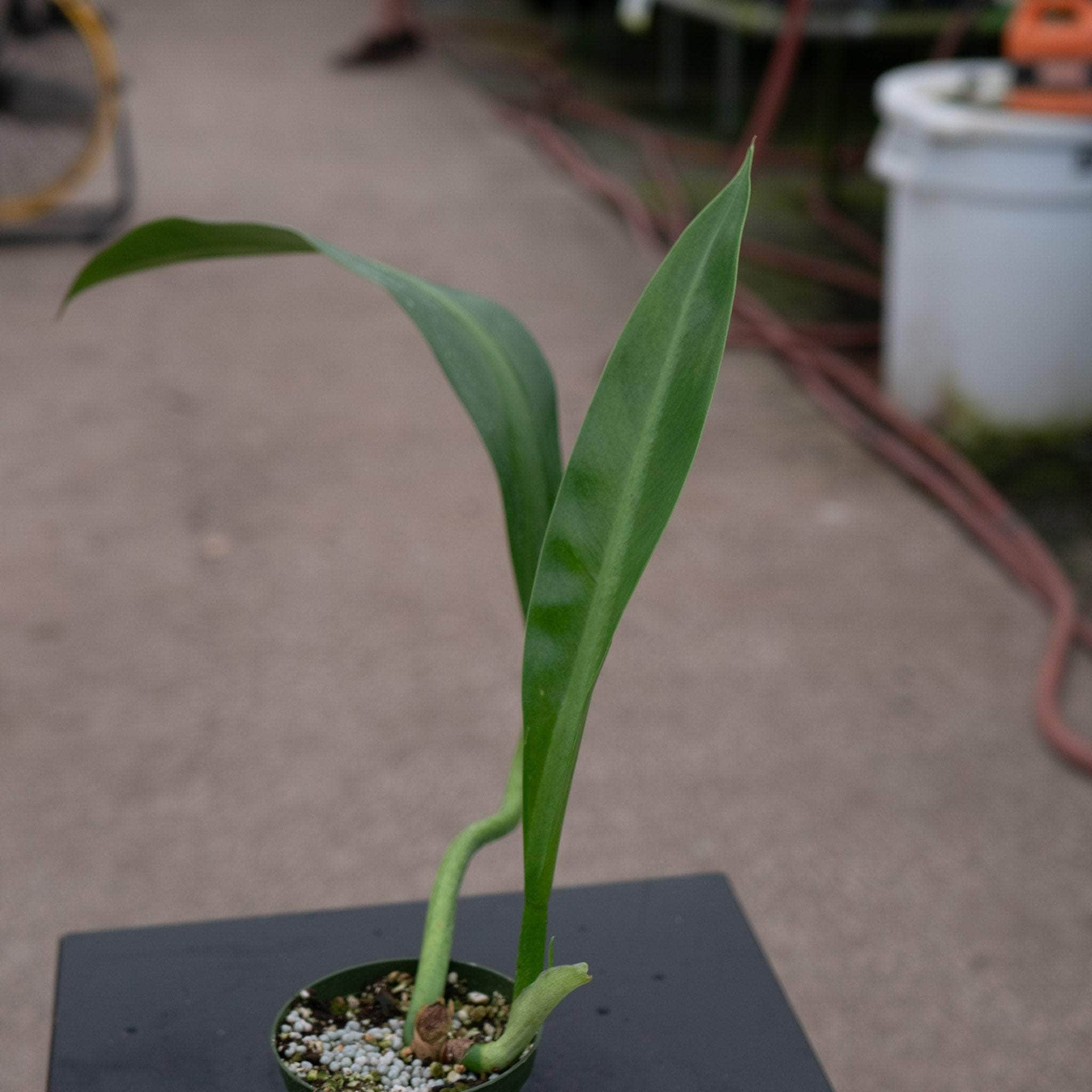 Philodendron crassinervium – Gabriella Plants