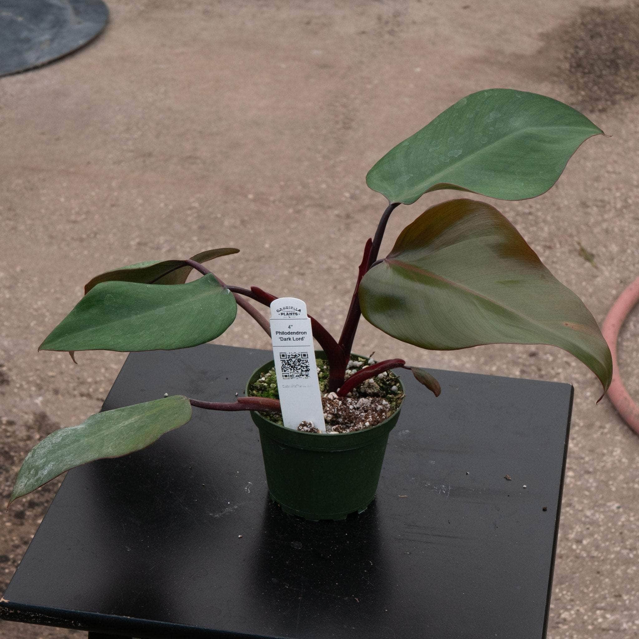 philodendron black lord Philodendron ‘Dark Lord’