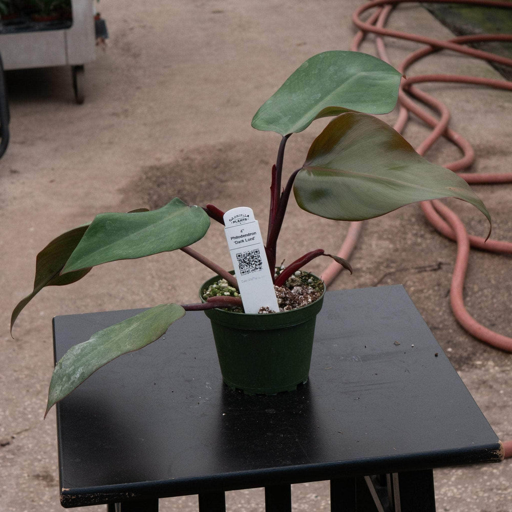 Gabriella Plants Philodendron Hybrid 4” Philodendron ‘Dark Lord’