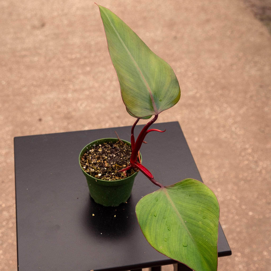 Philodendron ‘Dark Lord’ - Gabriella Plants