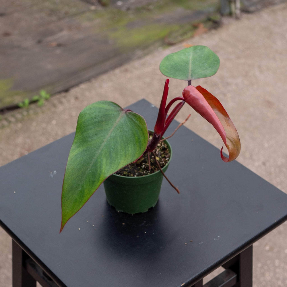 Gabriella Plants Philodendron Hybrid 4” Philodendron ‘Dark Lord’