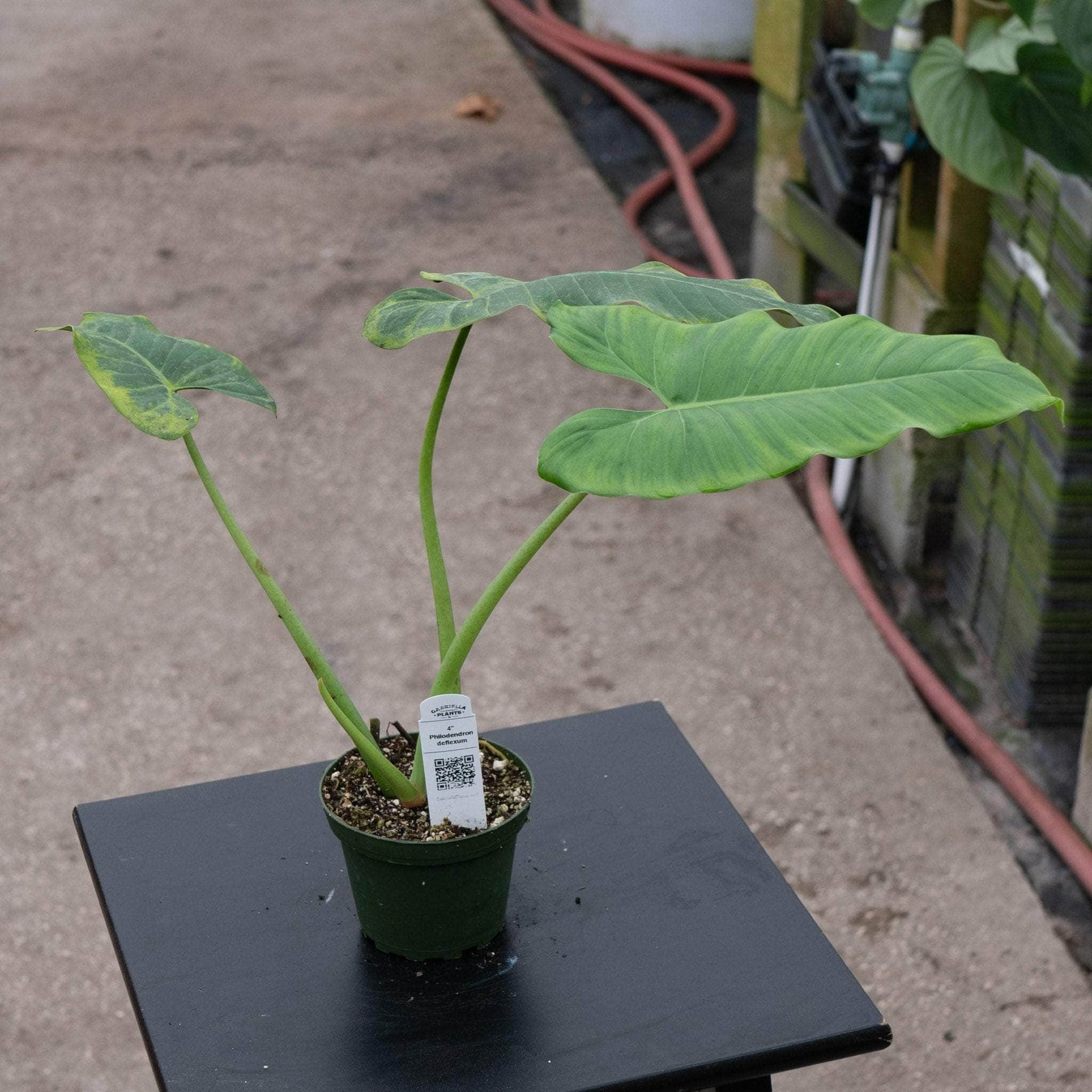 def philodendron Philodendron deflexum