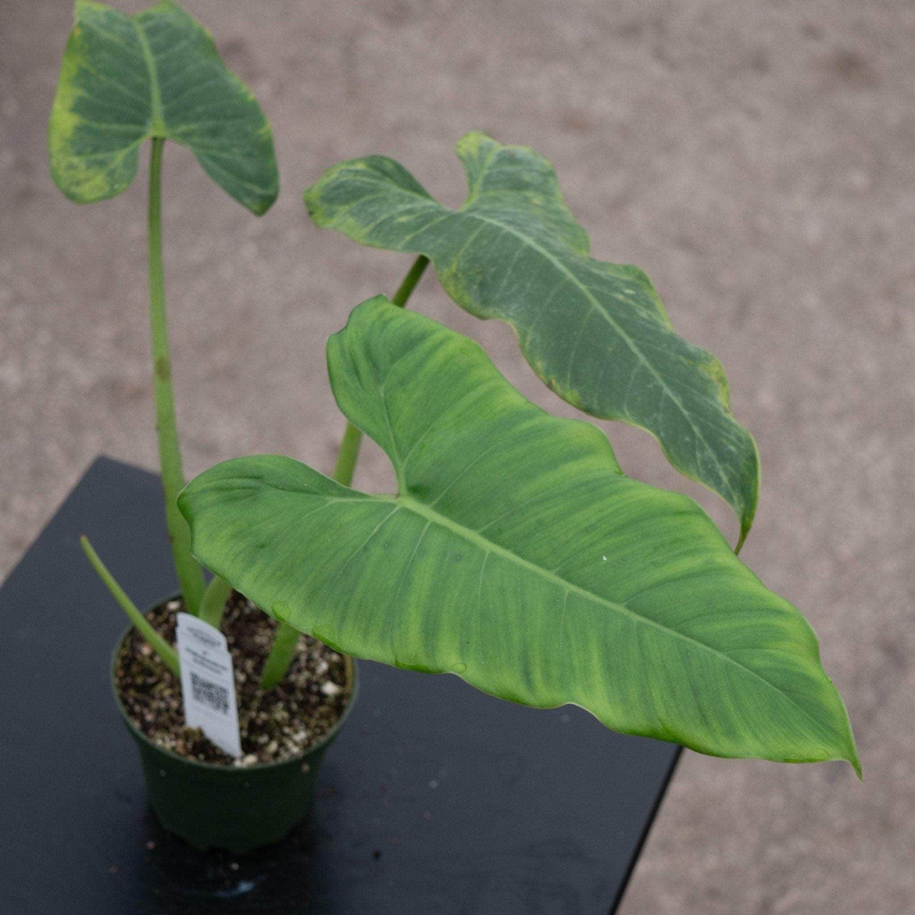 philodendron deflexum care Philodendron deflexum