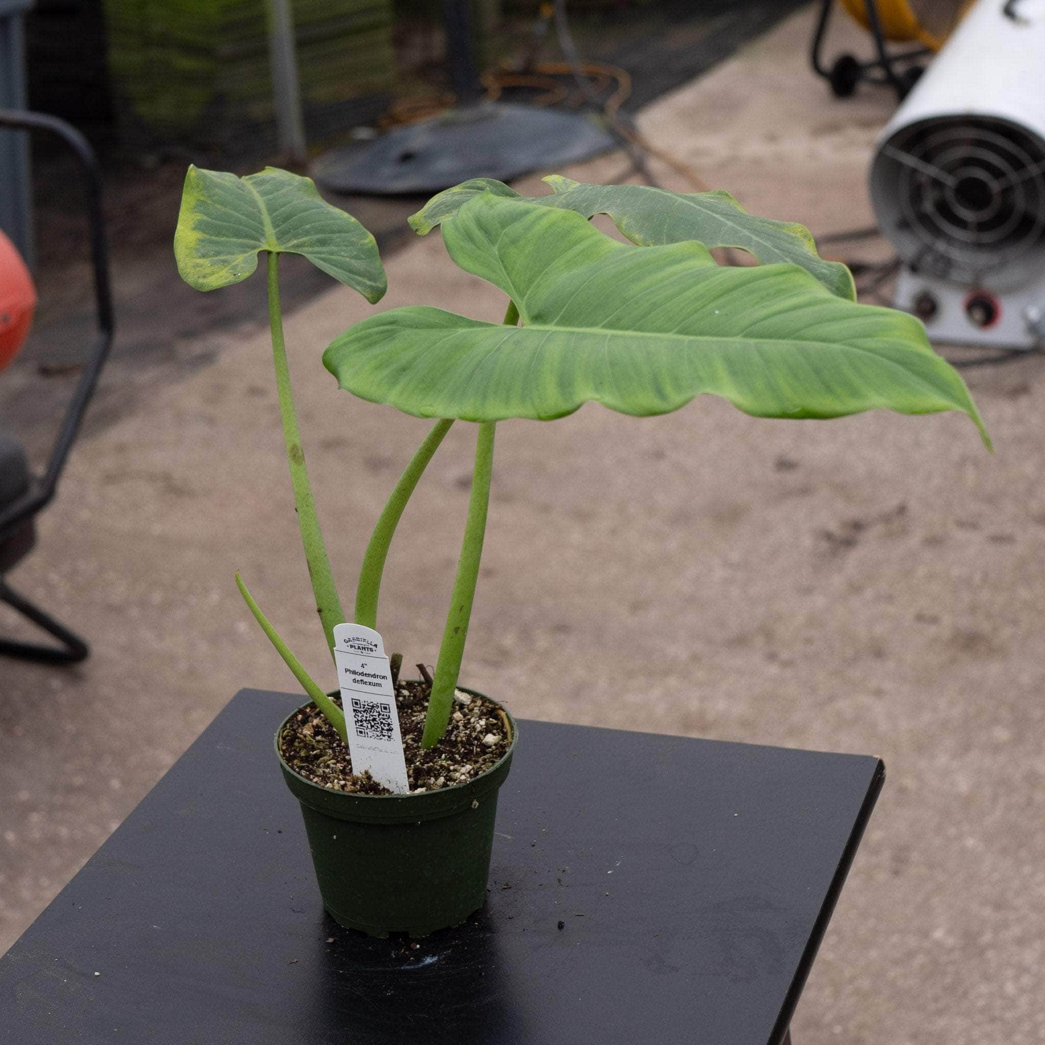 philodendron deflexum care Philodendron deflexum