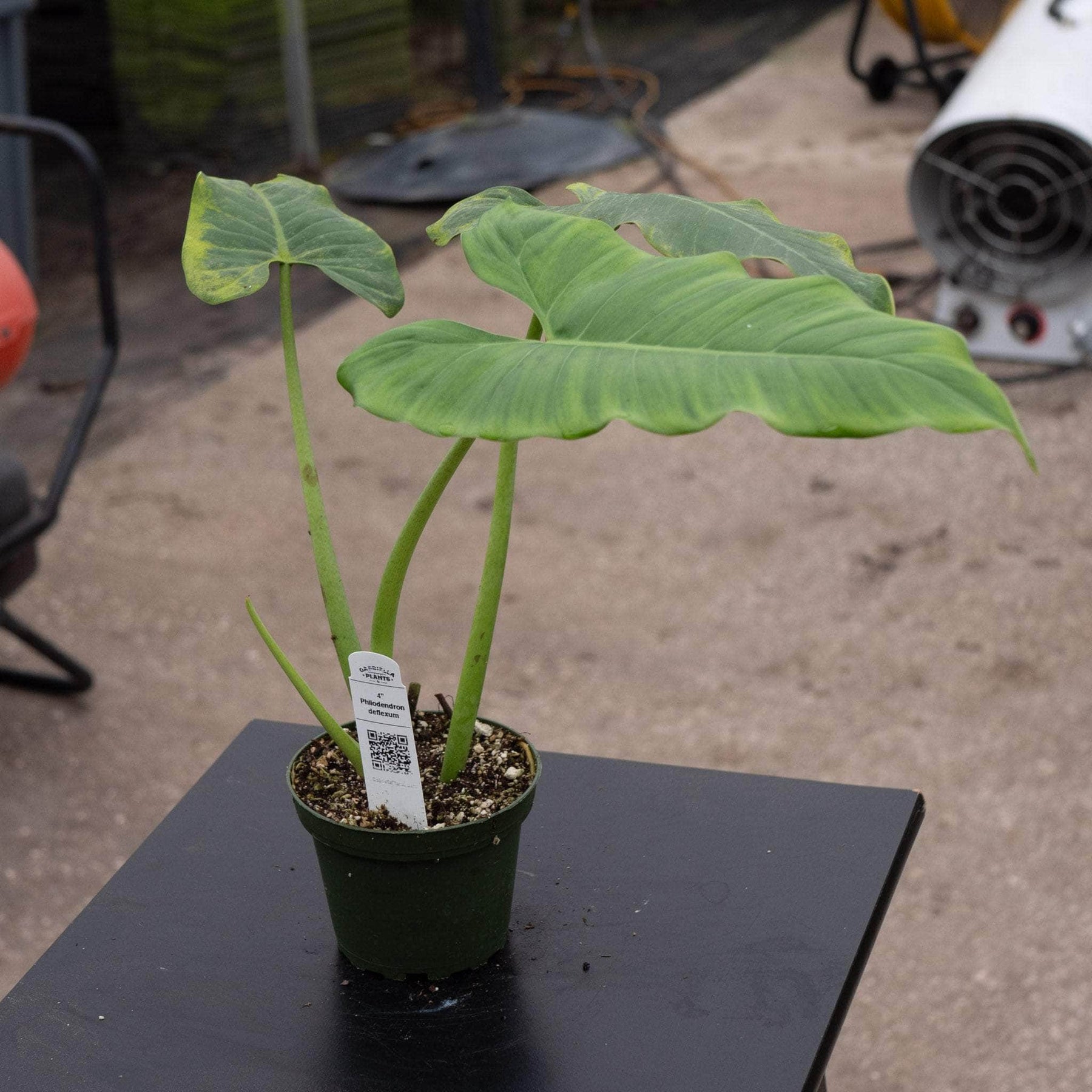 philodendron felix Philodendron deflexum