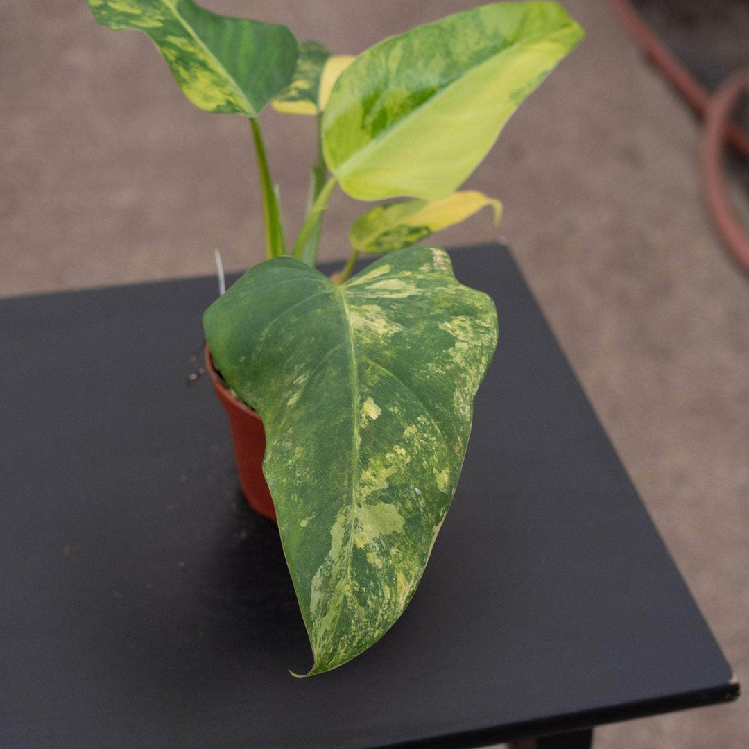 philodendron domesticus Philodendron domesticum variegated