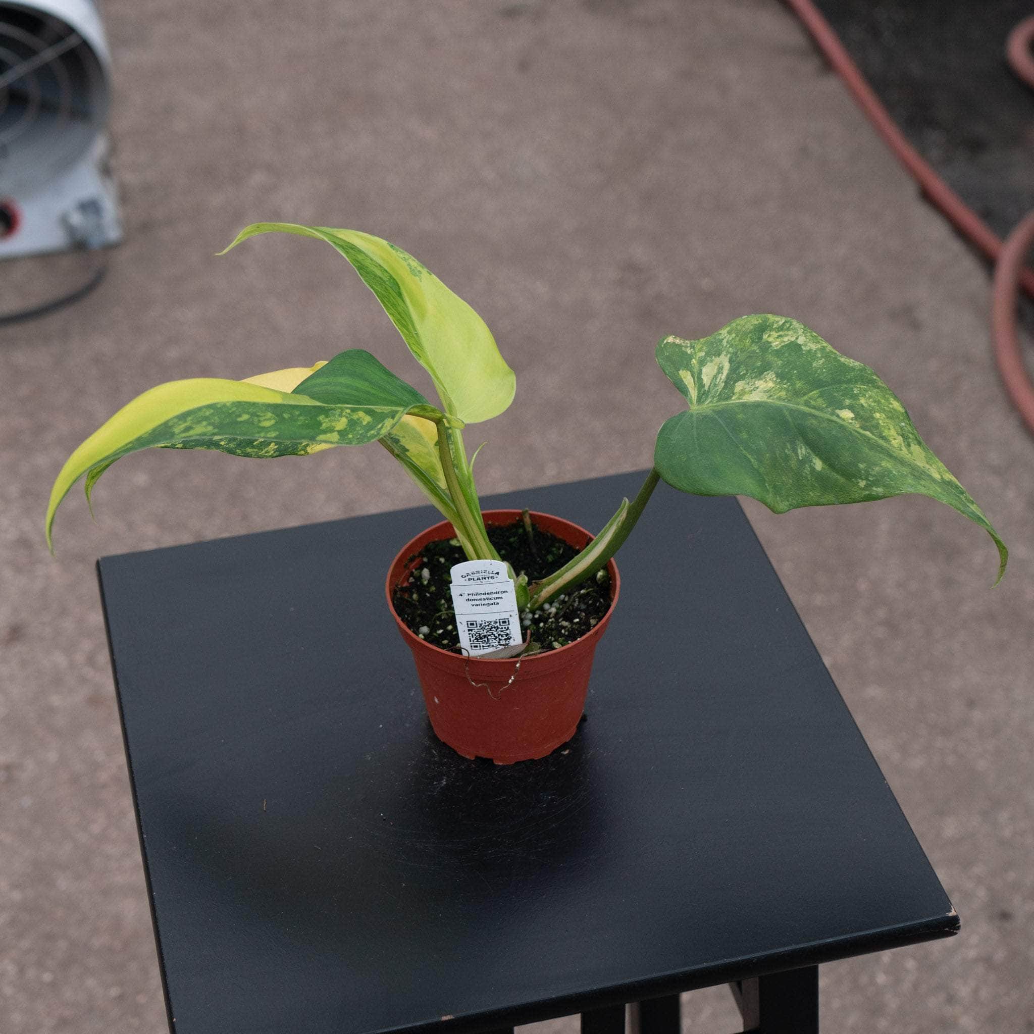 philodendron domesticum Philodendron domesticum variegated