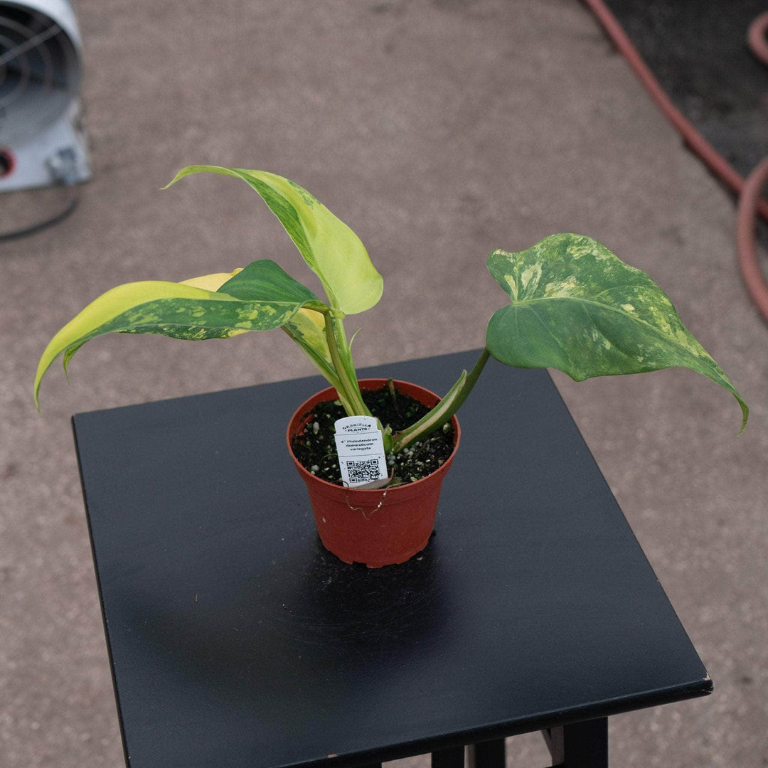 caring for an philodendron domesticum Philodendron domesticum variegated