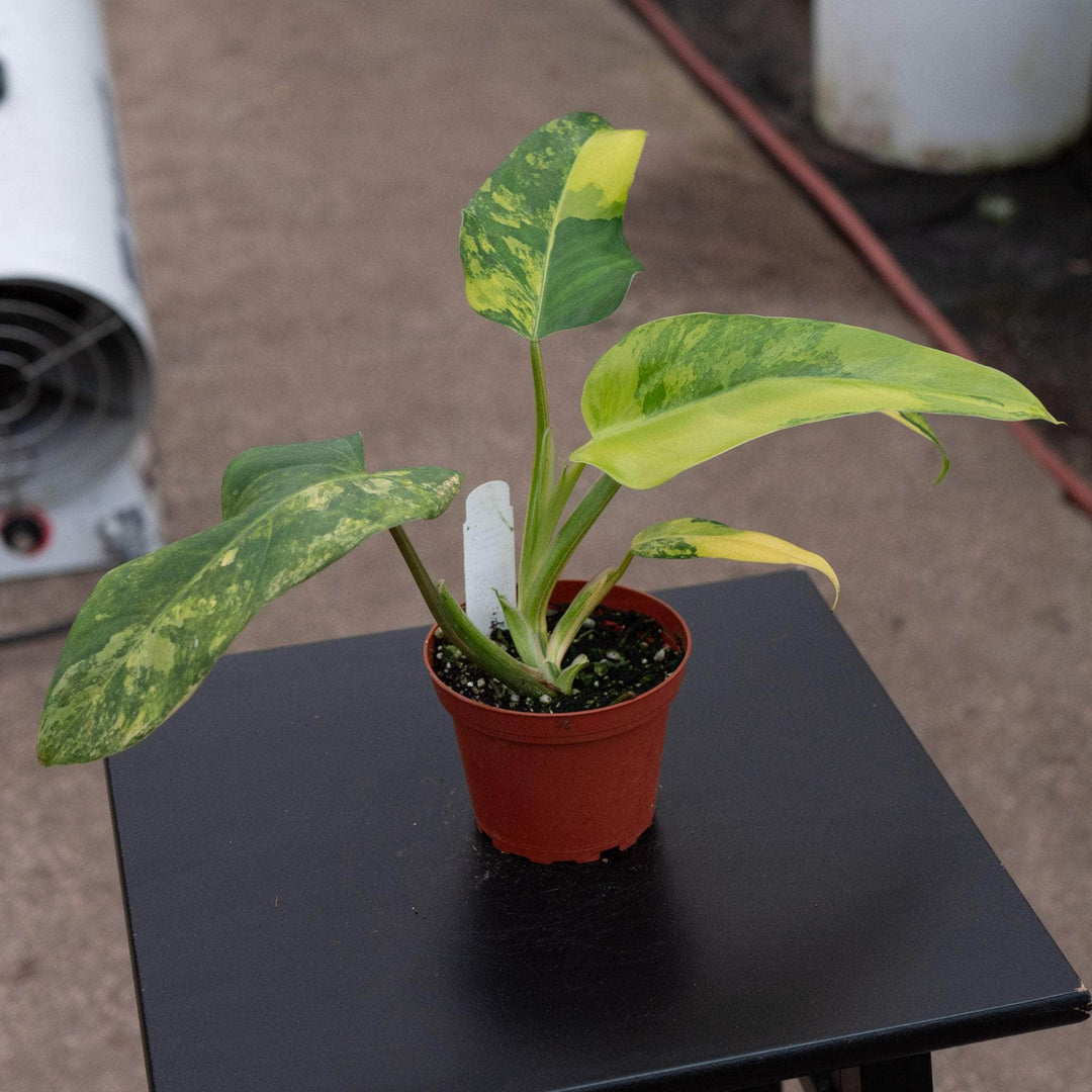 philodendron domesticum for sale Philodendron domesticum variegated