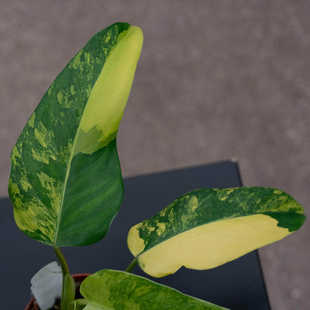 philodendron domesticum variegata reverted Philodendron domesticum variegated