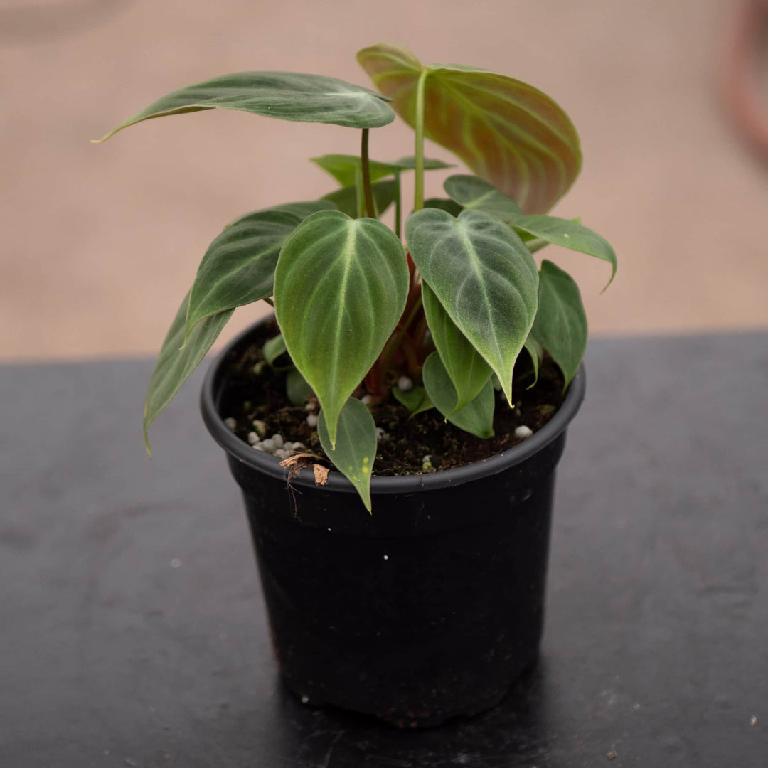 Gabriella Plants Philodendron 4" Philodendron 'El Choco Red'