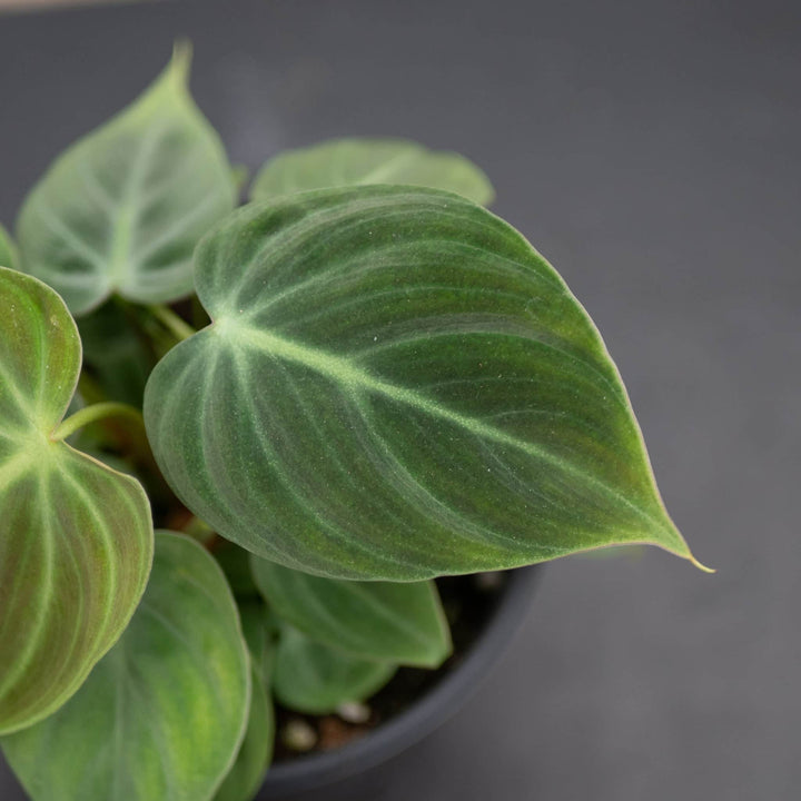 Gabriella Plants Philodendron 4" Philodendron 'El Choco Red'