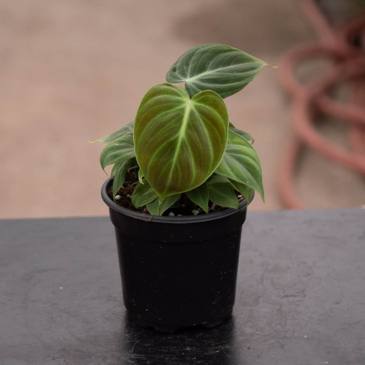 Gabriella Plants Philodendron 4" Philodendron 'El Choco Red'