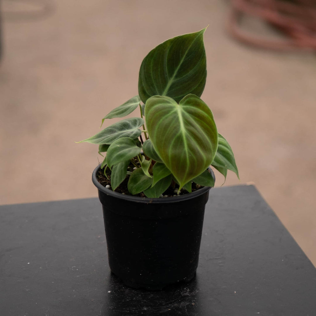 Gabriella Plants Philodendron 4" Philodendron 'El Choco Red'