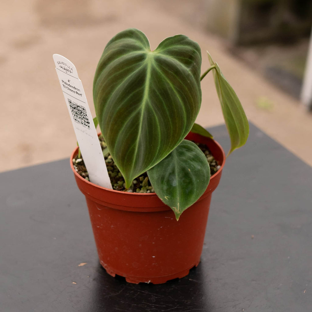 Gabriella Plants Philodendron 4" Philodendron 'El Choco Red'