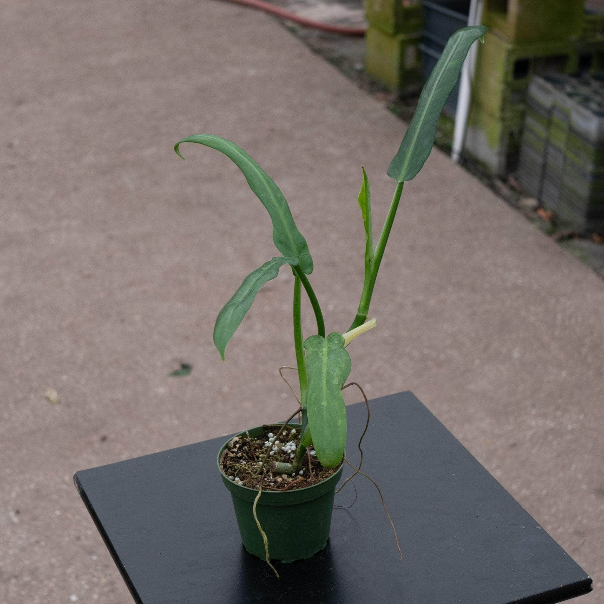 philodendron elegans juvenile Philodendron elegans