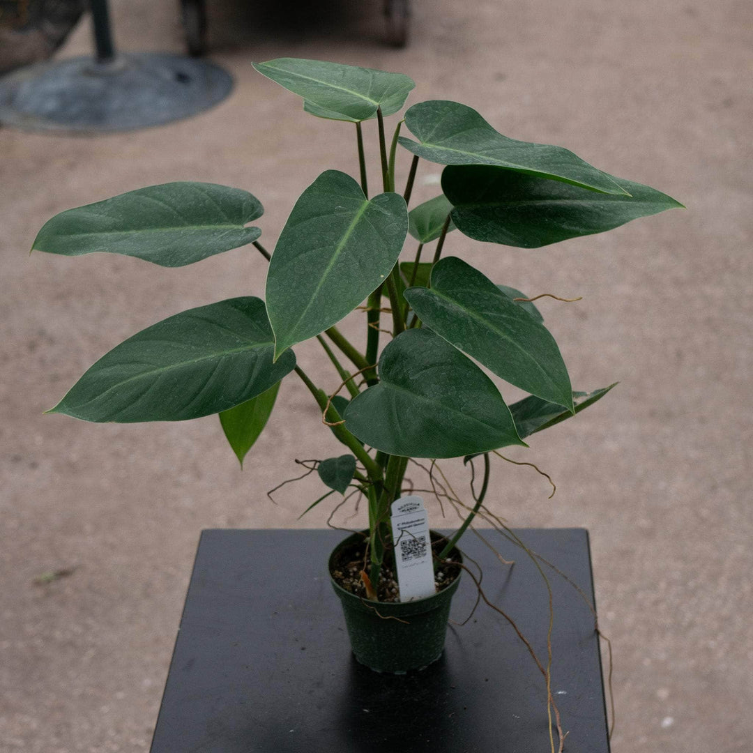 Gabriella Plants Philodendron 4" Philodendron 'Emerald Queen'
