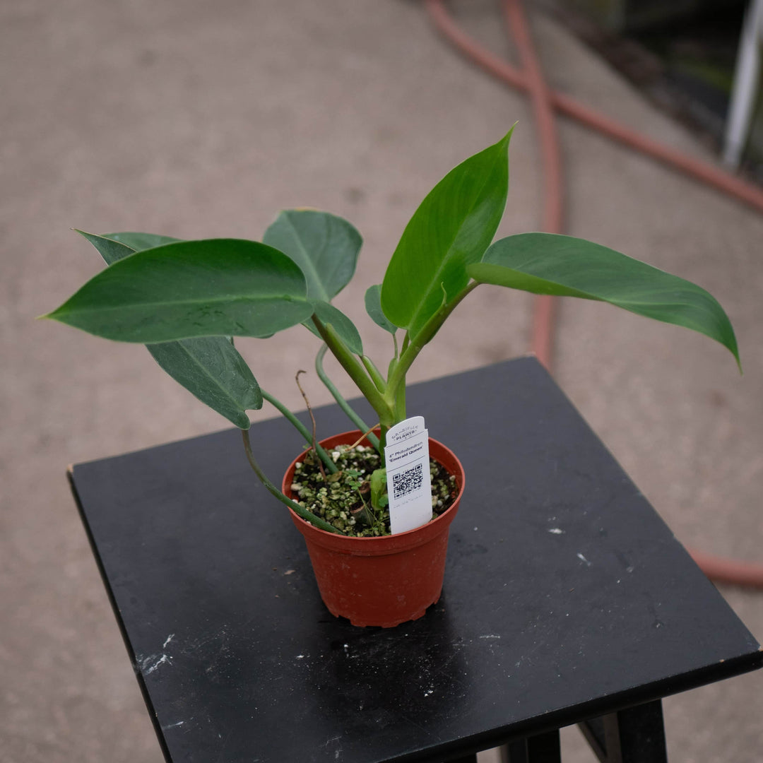 Gabriella Plants Philodendron 4" Philodendron 'Emerald Queen'