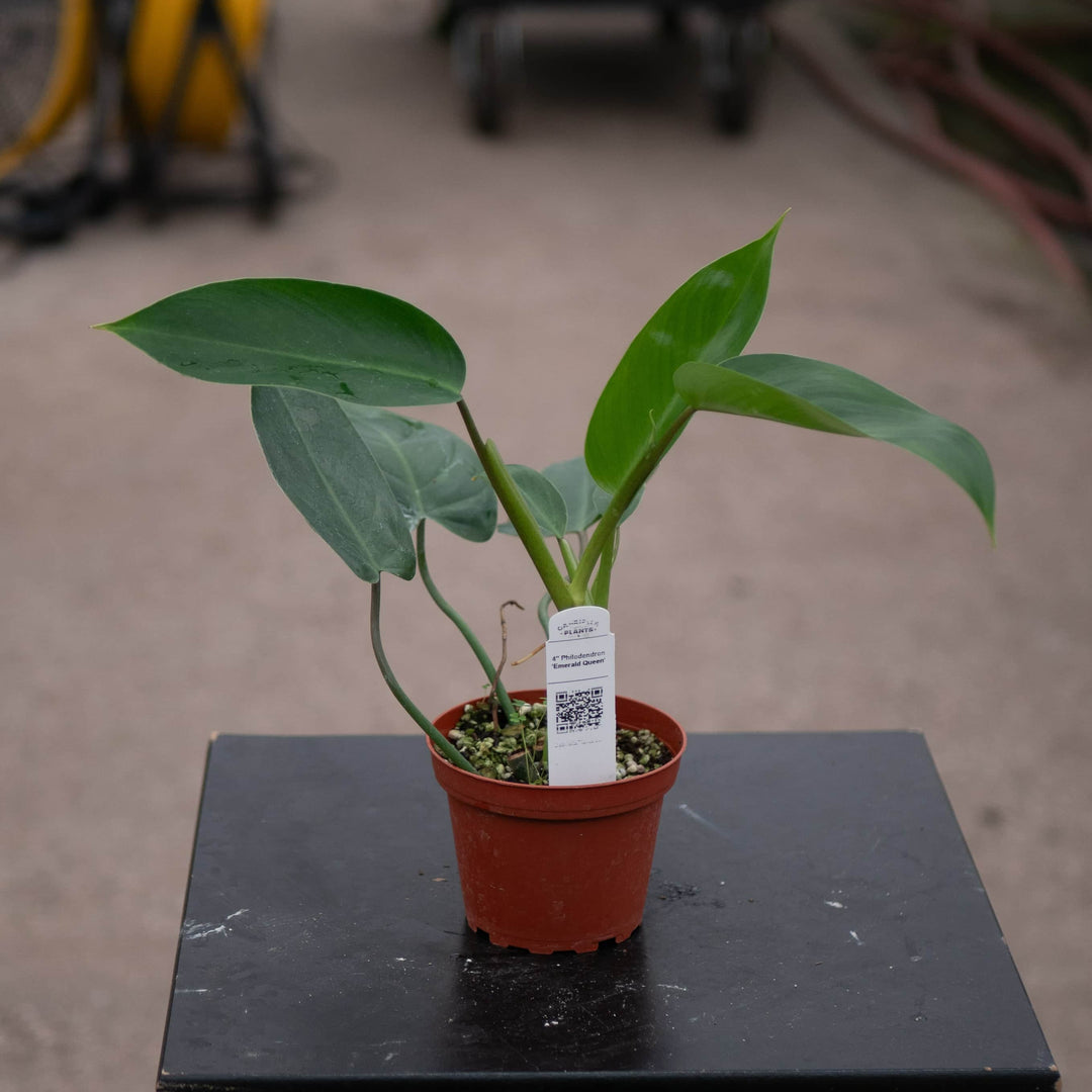 Gabriella Plants Philodendron 4" Philodendron 'Emerald Queen'