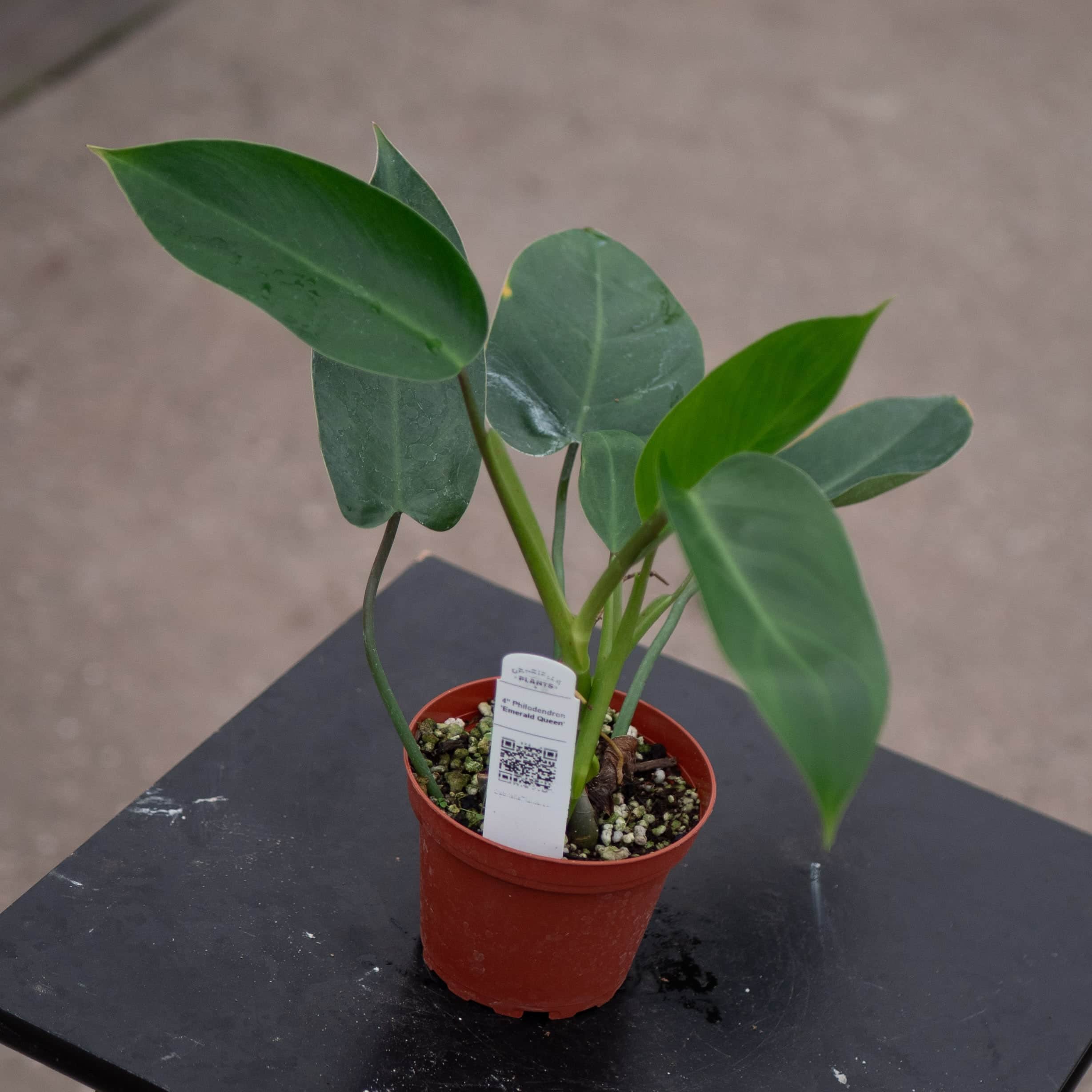green emerald philodendron care Philodendron 'Emerald Queen'