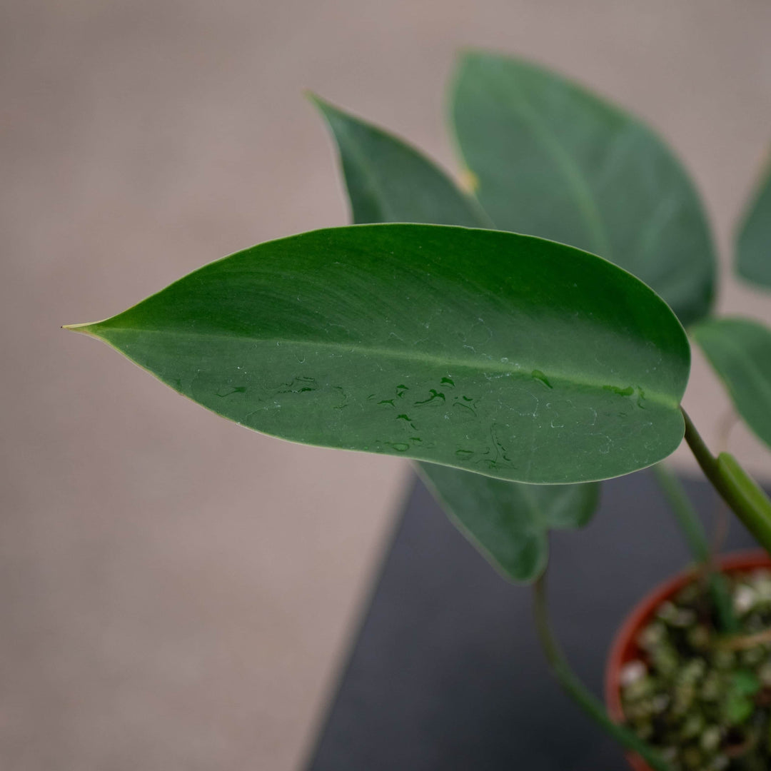 philodendron green emerald Philodendron 'Emerald Queen'