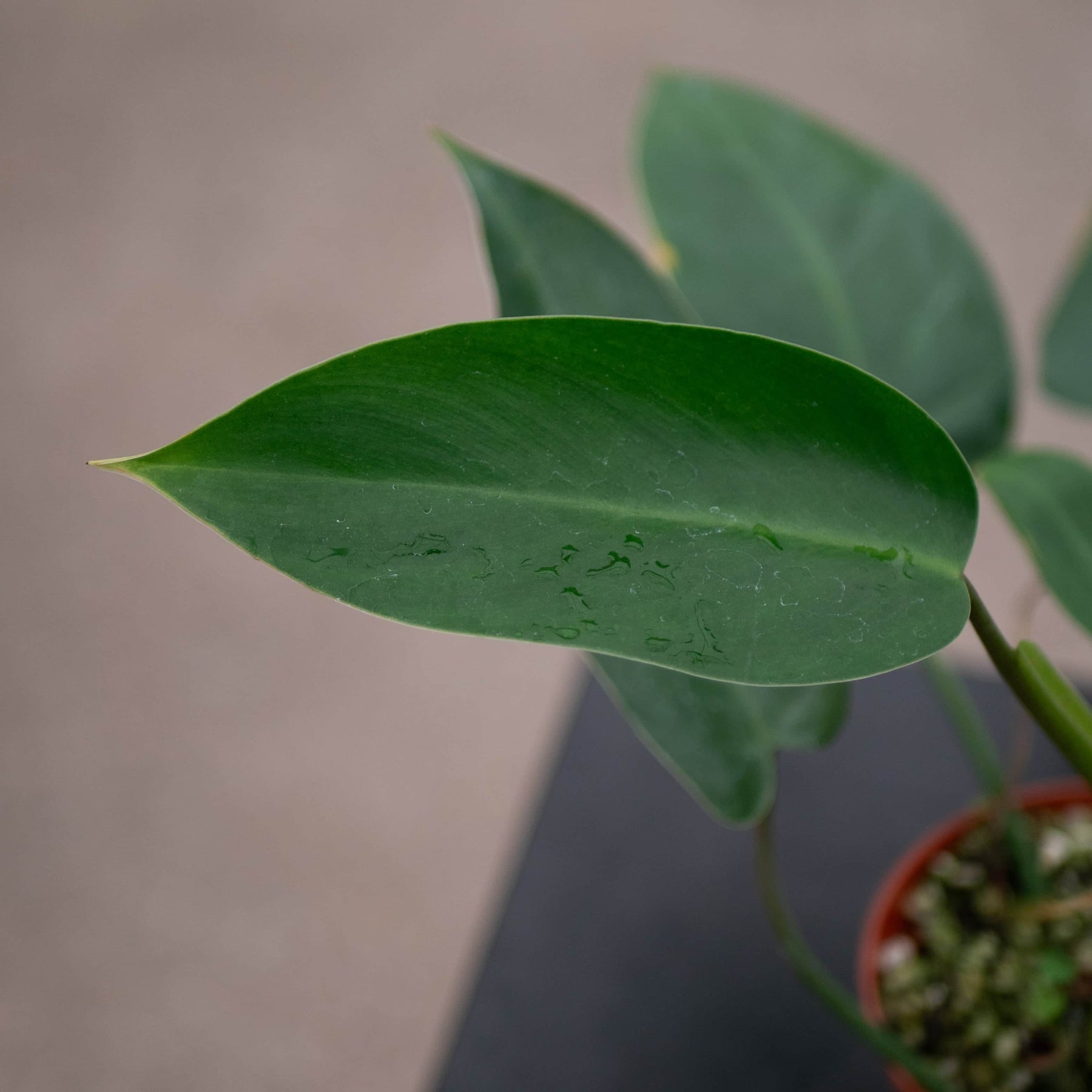 green emerald philodendron price Philodendron 'Emerald Queen'
