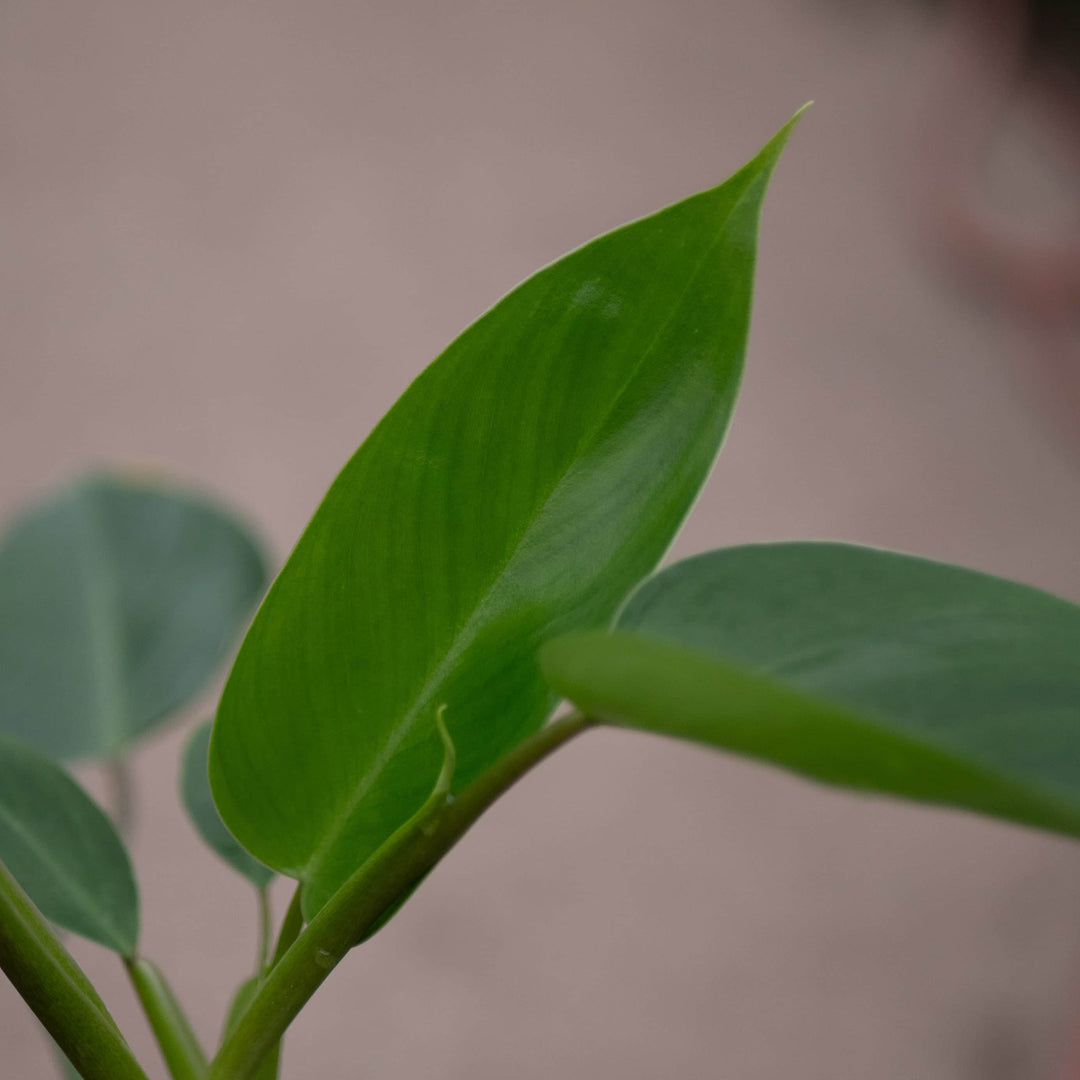 Gabriella Plants Philodendron 4" Philodendron 'Emerald Queen'