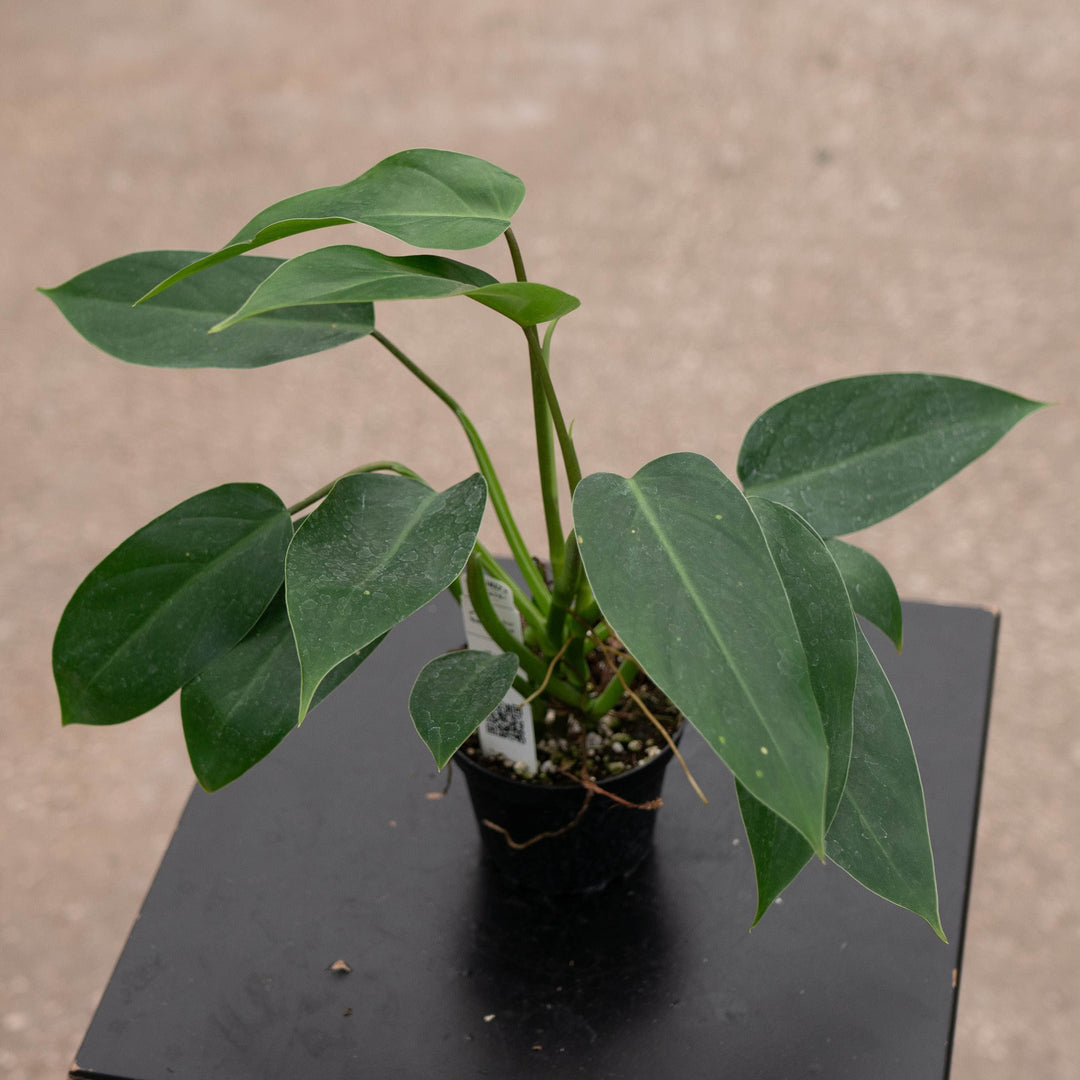 Gabriella Plants Philodendron 4" Philodendron &