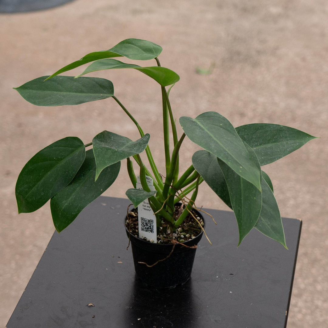 Gabriella Plants Philodendron 4" Philodendron &