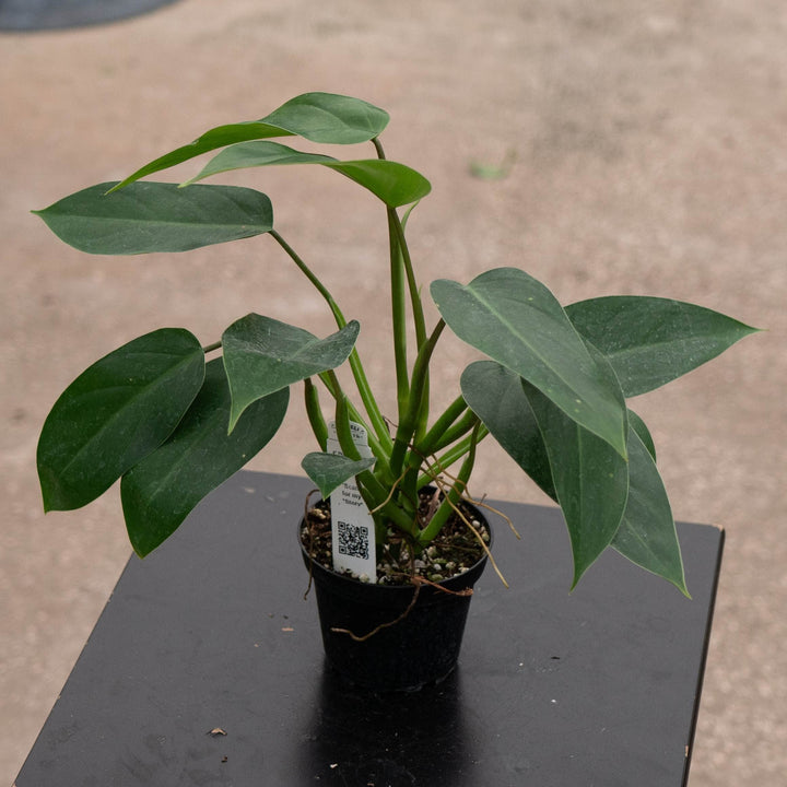 Gabriella Plants Philodendron 4" Philodendron &
