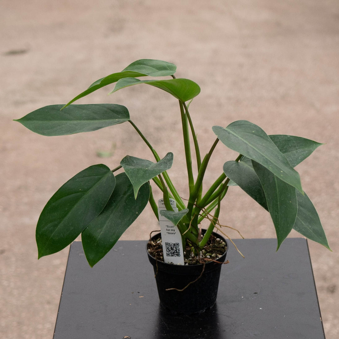 Gabriella Plants Philodendron 4" Philodendron &