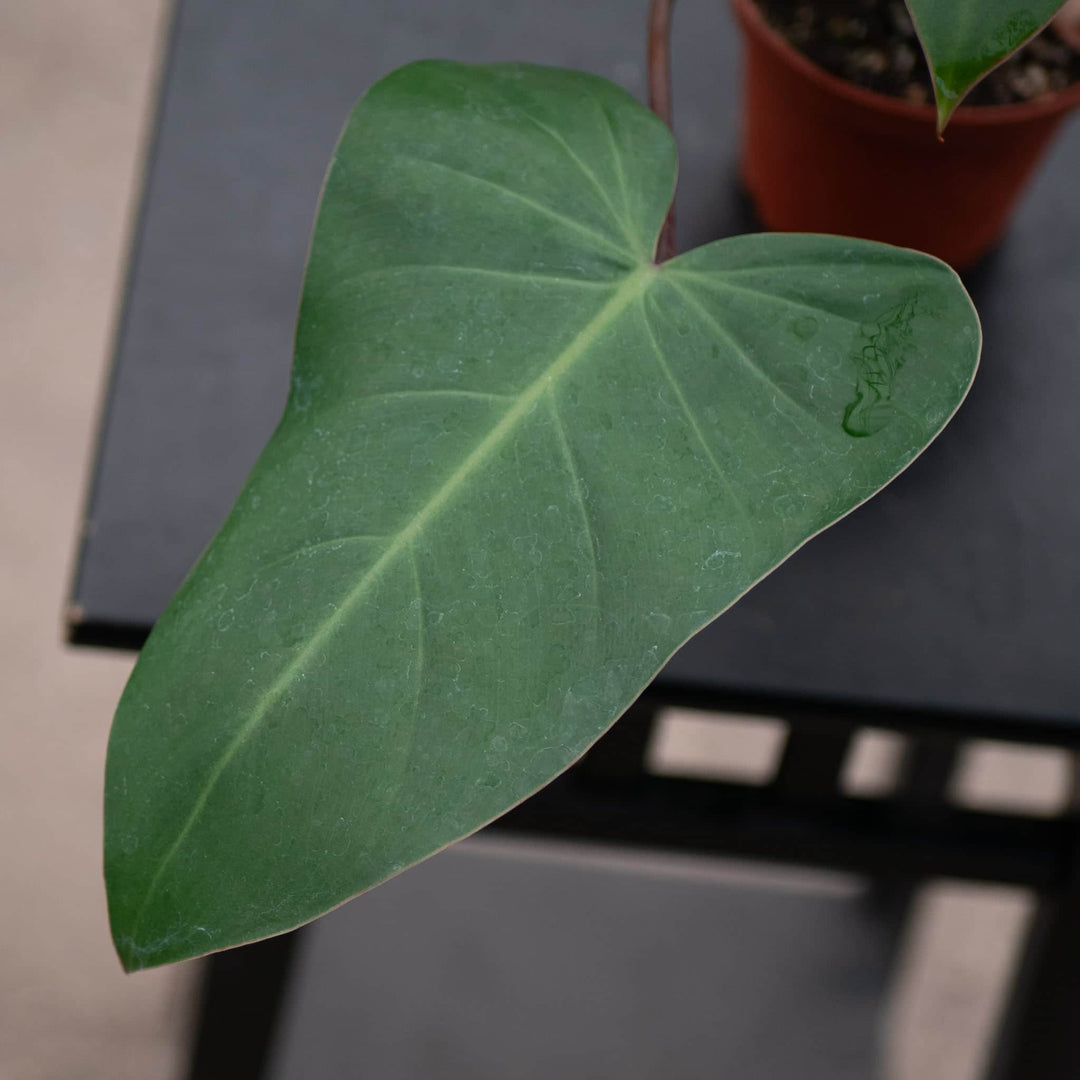 Gabriella Plants Philodendron Philodendron erubescens 'Red Emerald'