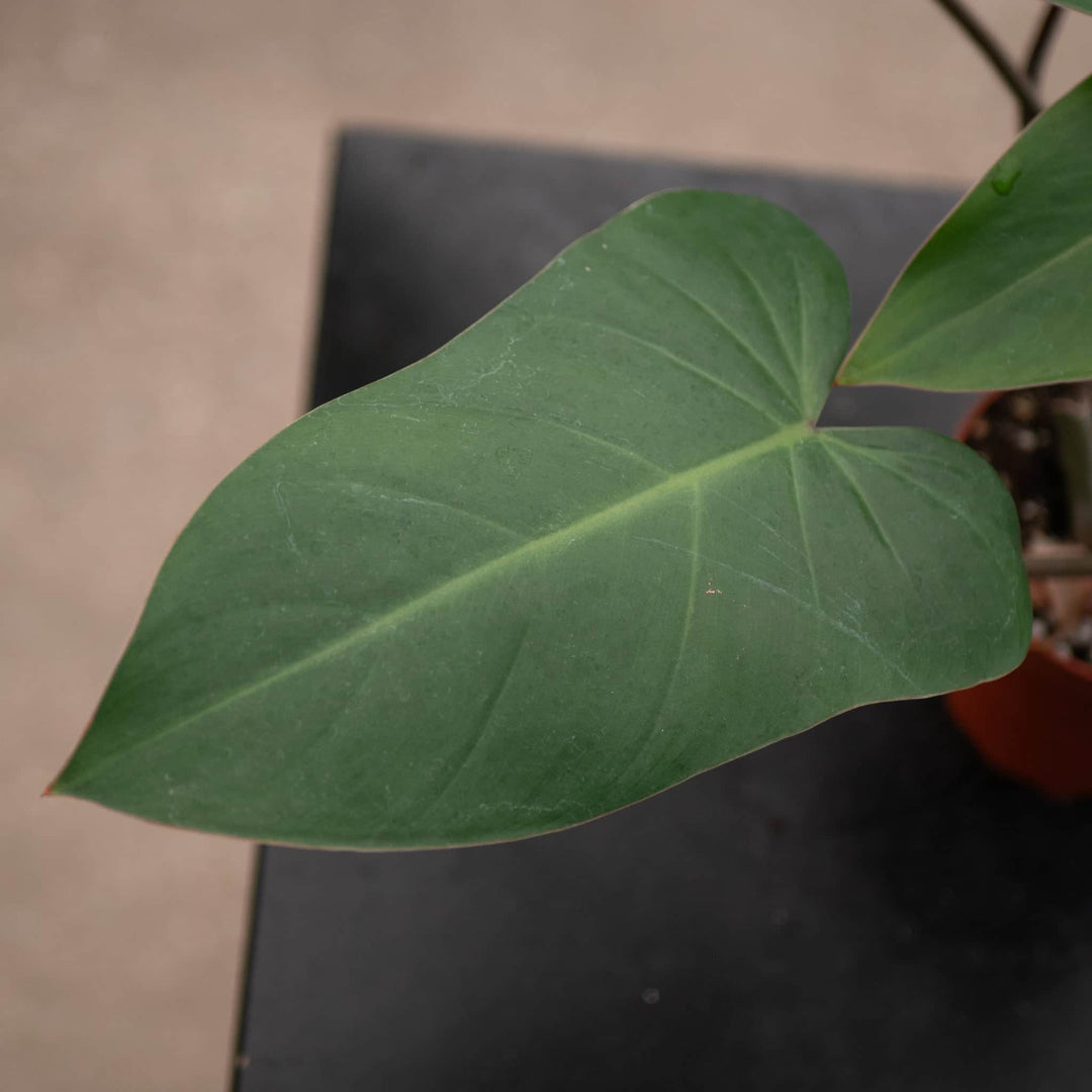 Gabriella Plants Philodendron Philodendron erubescens 'Red Emerald'