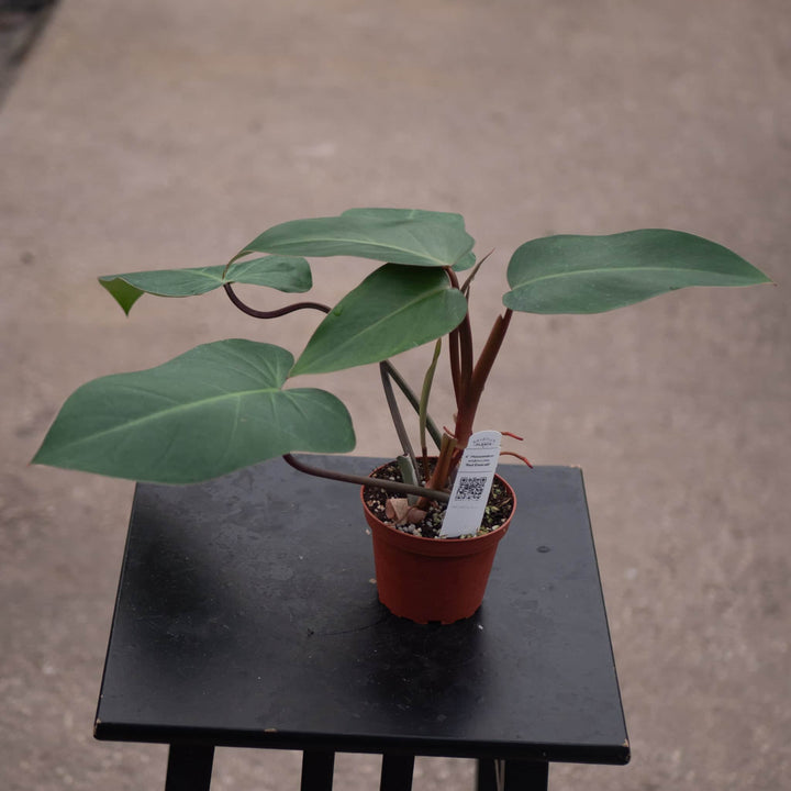 Gabriella Plants Philodendron Philodendron erubescens 'Red Emerald'