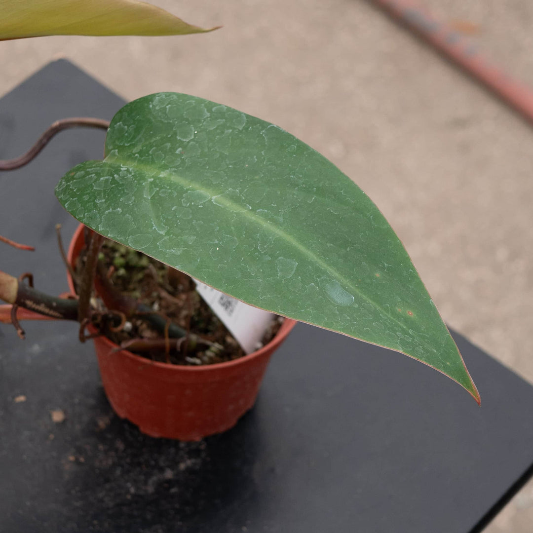 philodendron erubescens red emerald other names Philodendron erubescens 'Red Emerald'